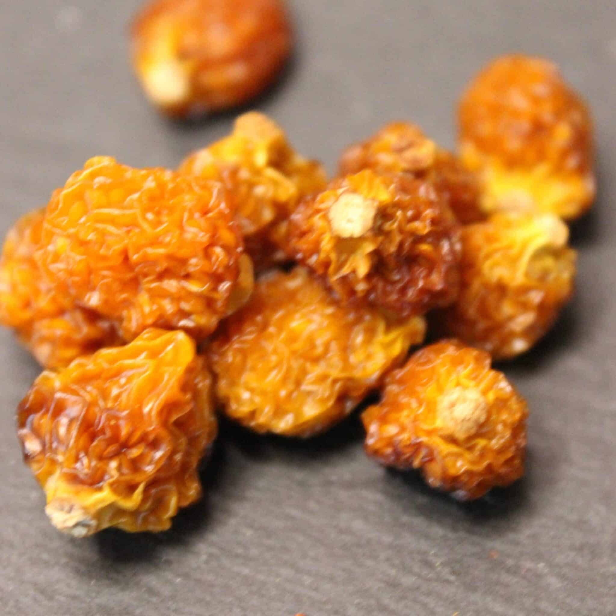 physalis-s-ch-de-madagascar-les-pices-curieuses