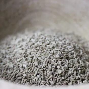 Ajowan ou cumin royal - Les épices curieuses