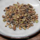 Genièvre concassé, épice bio pour cuisine et marinades.