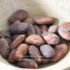 Fèves de cacao Criollo - Les épices curieuses