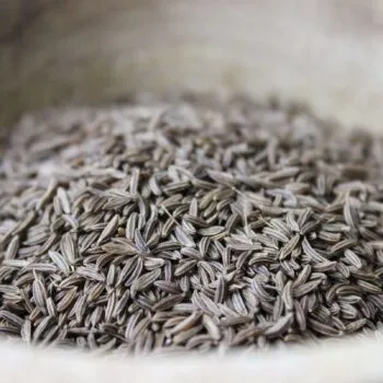 Graines de carvi - Les épices curieuses