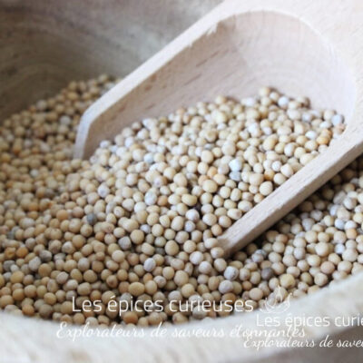 Graines de moutarde Jaune - Les épices curieuses