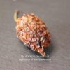 Piment Habanero - Les épices curieuses