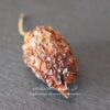 Piment Habanero - Les épices curieuses