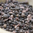 Poivres cacao - Les épices curieuses