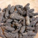 Poivre long du Népal, épice artisanale, bio, pour cuisine raffinée.